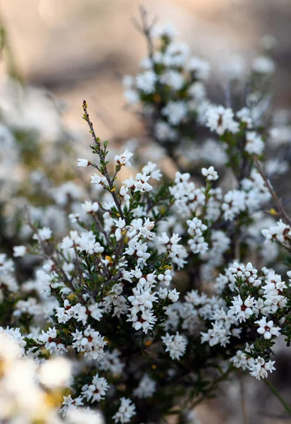 Small White Flowers Australian Native Peach Heath Lissanthe Strigosa Family — Stockfoto