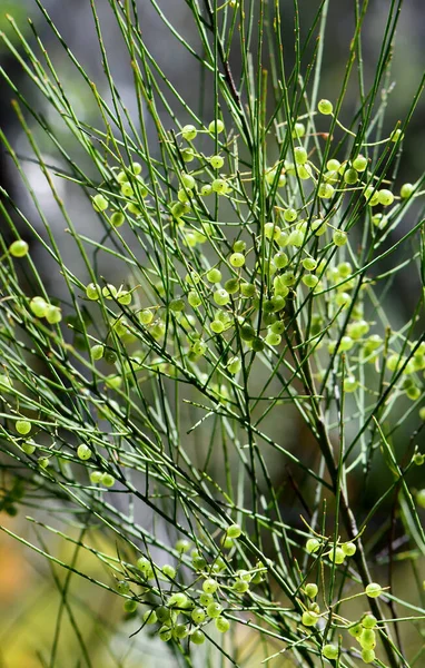 Pequenos Frutos Verdes Comestíveis Translúcidos Groselha Azeda Leptomeria Acida Família — Fotografia de Stock