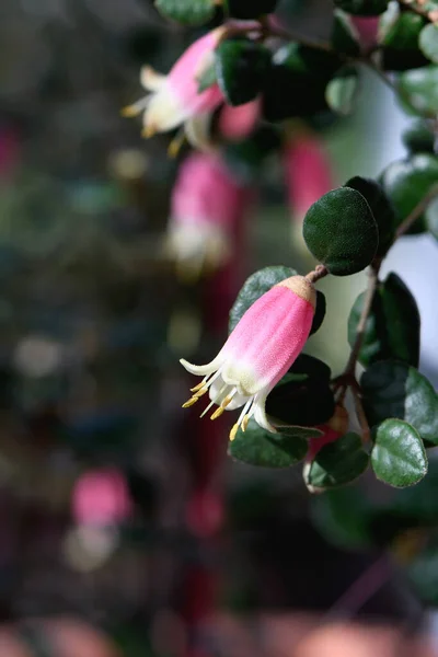 Bell Shaped Pink Yellow Flowers Australian Correa Variety Federation Belle — стоковое фото