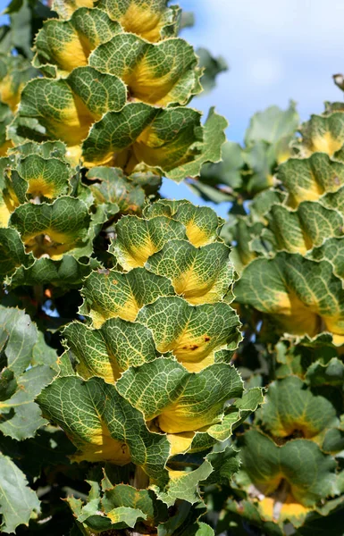 Необыкновенная Зрелищная Листва Западноавстралийского Происхождения Hakea Victoria Семейство Proteaceae Известный — стоковое фото