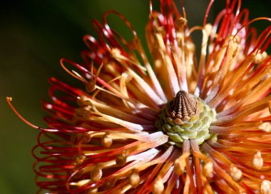 Avustralya doğumlu Heath Banksia, Banksia ericifolia, Proteaceae, NSW 'nin portakal çiçeklerini kapatın. Endemic Doğu Avustralya 'da. Sonbahardan kışa çiçeklenme.