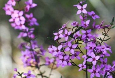 Avustralya doğumlu Boronia ledifolia 'nın pembe çiçekleri, Sidney ormanlarında Rutaceae ailesi, NSW. Şov, Sydney ya da Ledum Boronia olarak bilinir. Kıştan bahara Çiçek açarken