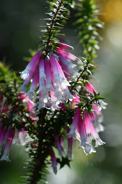 Back lit pink, red and white bell-shaped flowers of the Australian native Fuchsia Heath, Epacris longiflora, family Ericaceae, growing in woodland understory, in Sydney, NSW.