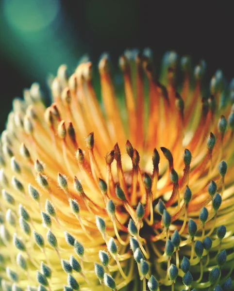 Detailní Záběr Zlaté Květy Rozkvětu Australského Rodáka Banksia Banksia Serrata — Stock fotografie