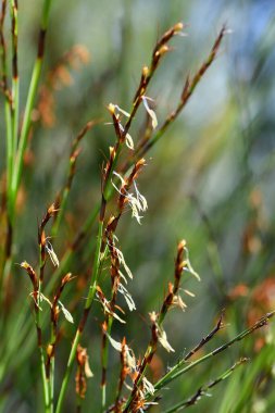 Avustralya 'nın yerlisi Kalın Büküm Rush' ın kökleri ve çiçekleri, Caustis pentandra, Cyperaceae ailesi. Uzun öbek öbek çalılar ve açık ormanlar. Nisan 'dan Mayıs' a kadar çiçekler. Yapraklar kırmızı kahverengi kılıflara indirgenmiş. Kısa yeraltı rhizomu ile yetişir