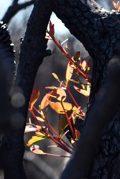 오스트레일리아 Nsw 에우클레이데스 고무나무에 나무껍질 과새로운 초자연적 싹에서 것이다 재생을 — 스톡 사진