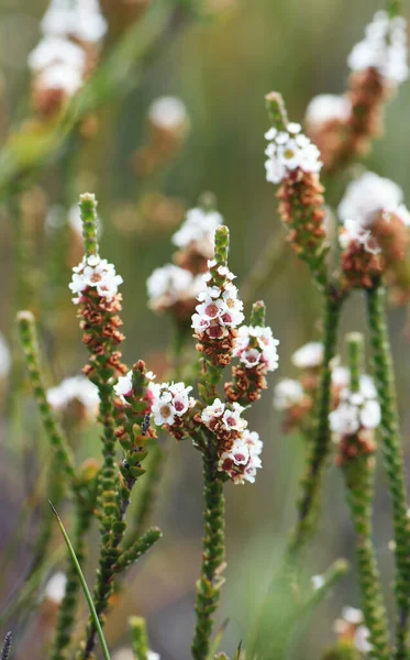 Witte Bloemen Van Australische Heide Mirte Baeckea Imbricata Familie Myrtaceae — Stockfoto