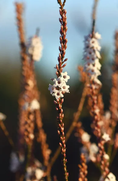 Білі Квіти Бруньки Австралійського Узбережжя Coral Heath Epacris Microphylla Родина — стокове фото