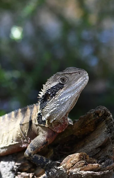 Australian Eastern Water Dragon Itellagama Lesueurii Familie Agamidae Koesterend Zon — Stockfoto