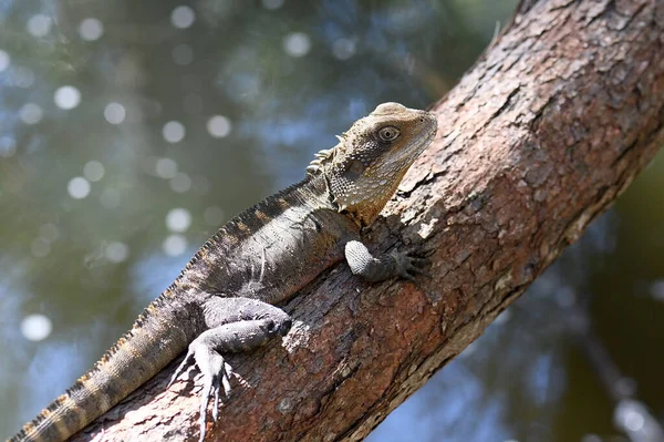 Australian Eastern Water Dragon Itellagama Lesueurii Famiglia Agamidae Crogiolarsi Sole — Foto Stock