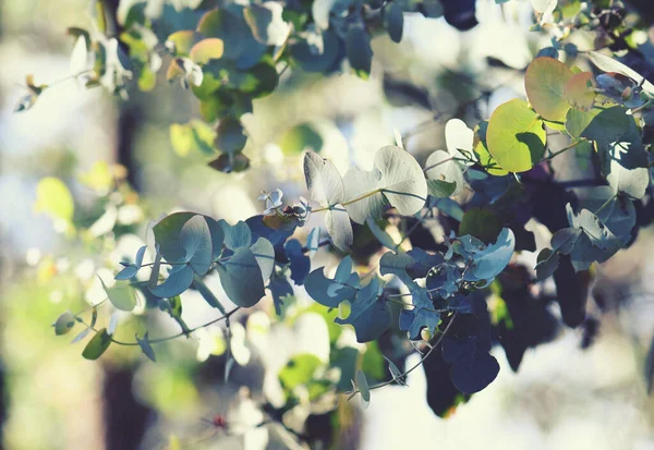 Australian flora background of sunlit ovate leaves of the Australian native Silver Dollar gum tree, Eucalyptus cinerea, family Myrtaceae. Also known as the Argyle Apple. Endemic to New South Wales.