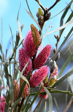 Avustralya 'nın yerli dağı Hakea' nın canlı pembe çiçekleri, Hakea grammatophylla, Proteaceae ailesi. Macdonnell Sıradağları 'na Endemic, Kuzey Bölgesi. Çiçekler sonbaharda ilkbaharda.