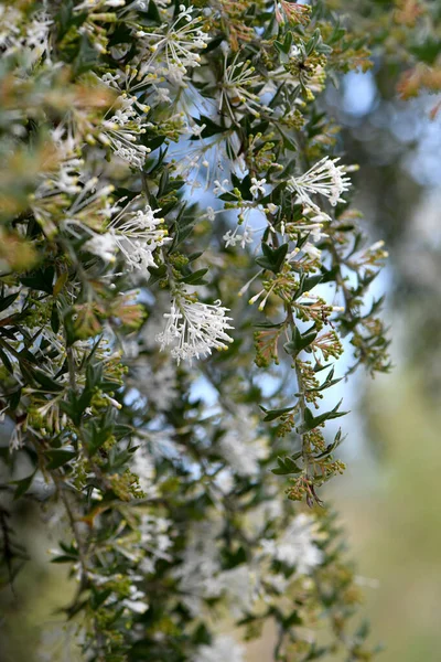 Witte Bloemen Van West Australische Inheemse Spinnenbloem Grevillea Vestita Familie — Stockfoto