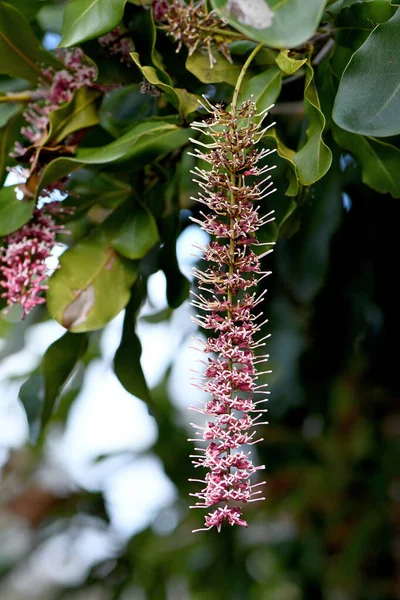 Raceme Růžové Květy Australského Rodáka Macadamia Čeledi Proteaceae Endemie Sever — Stock fotografie