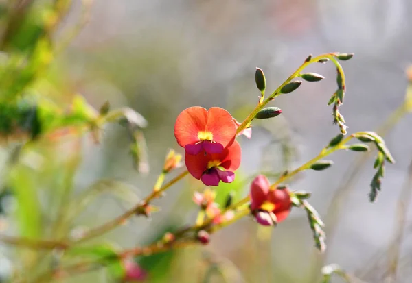 Orange and pink flowers of the Australian native Heart Leaf Flame Pea, Chorizema cordatum, family Fabaceae. Endemic to Eucalyptus forests of south-west Western Australia. Winter to spring flowering.