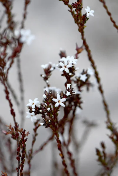 Harige Witte Bloemen Van Australische Harige Baard Heide Leucopogon Microphyllus — Stockfoto