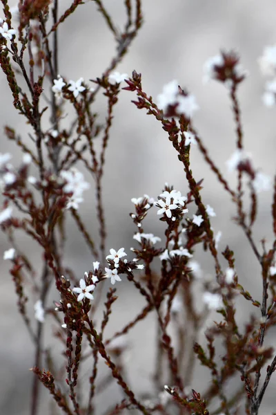 Furry White Flowers Australian Native Hairy Beard Heath Leucopogon Microphyllus — Stockfoto