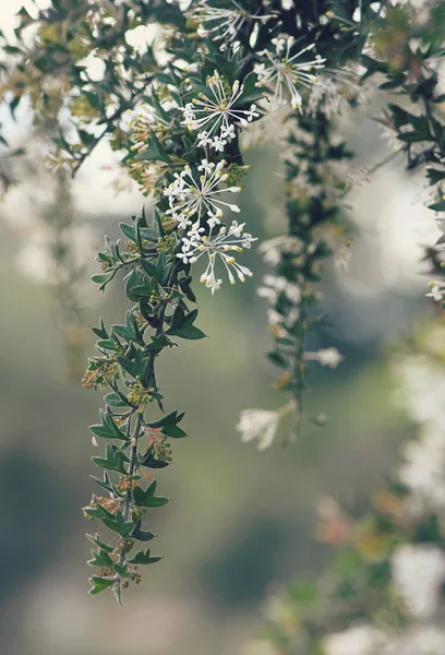 Κατακόρυφα Κλαδιά Και Λευκά Άνθη Του Δυτικού Αυστραλιανού Γηγενούς Αραχνολουλουδιού — Φωτογραφία Αρχείου