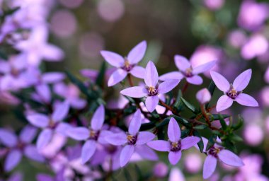 Avustralya doğumlu Boronia ledifolia 'nın pembe çiçekleri, Sidney ormanlarında Rutaceae ailesi, NSW. Şov, Sydney ya da Ledum Boronia olarak bilinir. Kıştan bahara Çiçek açarken