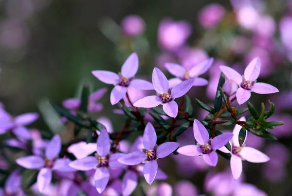 Pink Flowers Australian Native Boronia Ledifolia Family Rutaceae Sydney Woodland — Stock Photo, Image
