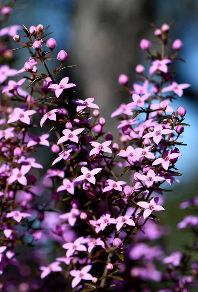 Beautiful Pink Flowers Australian Native Boronia Ledifolia Family Rutaceae Growing — Stock Photo, Image