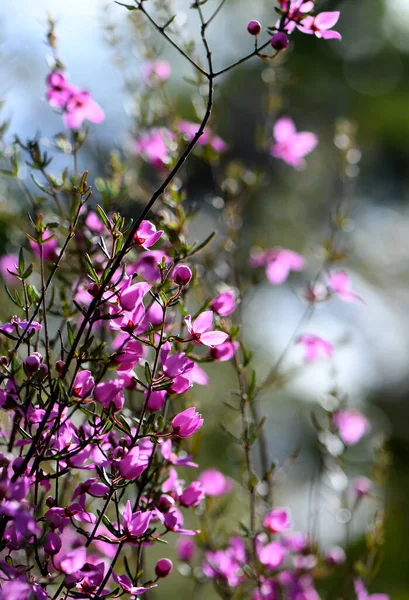 Beautiful Backlit Pink Flowers Australian Native Boronia Ledifolia Family Rutaceae — Foto de Stock