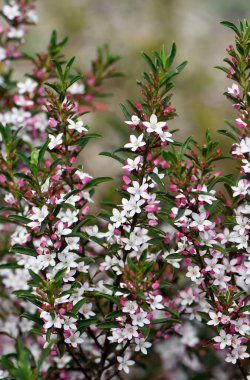 White flowers and pink buds of the Australian native Long Leaf Waxflower, Philotheca myoporoides, family Rutaceae. Winter to spring flowering. Endemic to NSW, Qld and Vic