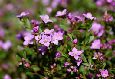 Avustralyalı Boronia crenulata 'nın pembe çiçekleri, Rutaceae ailesi. Aniseed Boronia olarak bilinir. Batı Avustralya 'nın güneybatısında endemik. 