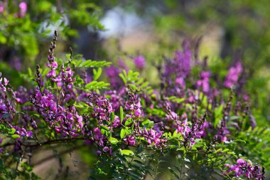 Pink purple flowers and buds of Australian native Indigo, Indigofera australis, family Fabaceae. Widespread in woodland and open forest in New South Wales, Queensland, Victoria, SA, WA and Tasmania.