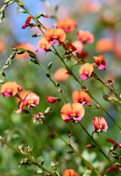 Fiori Arancioni Rosa Del Nativo Australiano Heart Leaf Flame Pea — Foto Stock