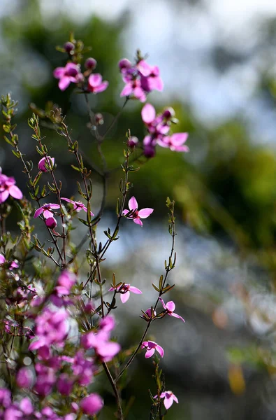 Beautiful Backlit Pink Flowers Australian Native Shrub Boronia Ledifolia Family — Foto de Stock