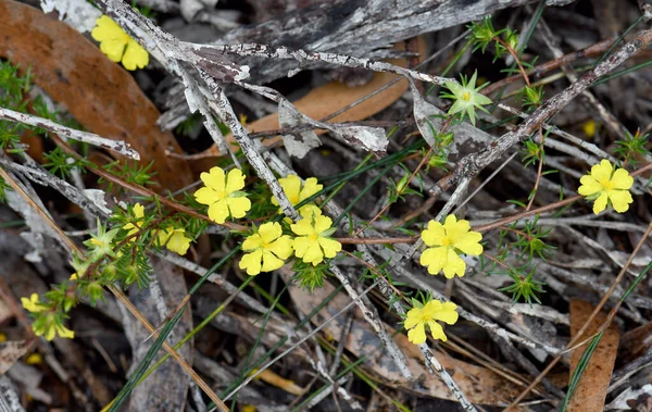 Yellow flowers of the Australian native Hibbertia fasciculata, family Dilleniaceae, growing in Sydney heath, NSW. Endemic to heath and sclerophyll forest of NSW, Victoria and Queensland coast and ranges. Flowers winter to summer