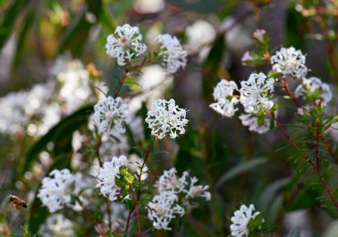 Beyaz Avustralyalı yerli Slender Rice Flowers, Pimelea linifolia, Thymelaeaceae familyası, Sydney ormanlarında yetişiyor, NSW. Endemic Doğu Avustralya 'da. Bahar ve yaz aylarında çiçekler.