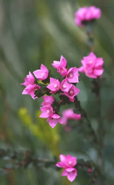 Close Deep Pink Flowers Australian Native Rose Boronia Serrulata Family — Stock Photo, Image