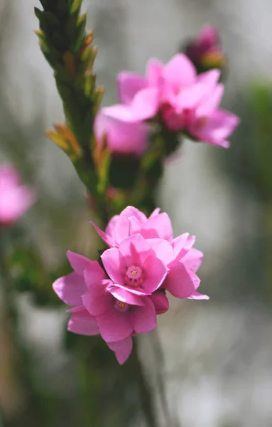 Close Deep Pink Flowers Australian Native Rose Boronia Serrulata Family — Stock Photo, Image