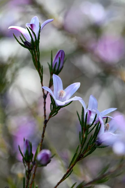 Бледные Пурпурные Цветки Полосатые Бутоны Австралийского Аборигенного Воскоцветка Philotheca Salsolifolia — стоковое фото