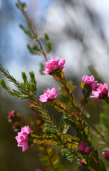 Deep pink flowers of the Australian Native Rose, Boronia serrulata, family Rutaceae, against blue sky. Growing in moist heath in Sydney, NSW. Spring flowering. Also found in sclerophyll forest understorey in full sun part shade.