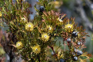 Avustralya doğumlu geniş yapraklı baget budu çiçekleri ve meyve, Isopogon anemonifolius, Proteaceae familyası, Sydney, New South Wales, Avustralya 'da yetişiyor. Bahar çiçekleri