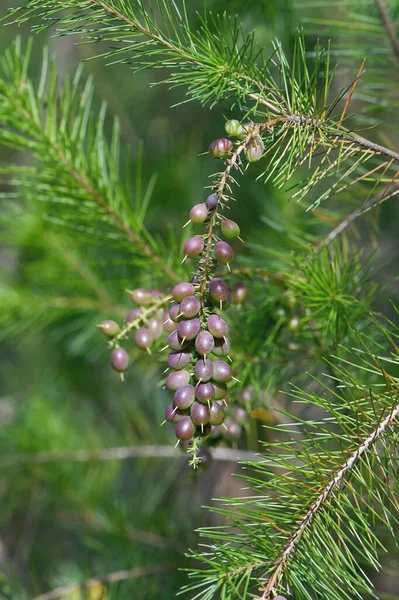 Fruits of the Australian native Pine leaved Geebung, Persoonia pinifolia, family Proteaceae. Endemic to heath and sclerophyll forest of Sydney sandstone region. Also known as Australian Christmas tree due to pine like foliage and flowers in December.