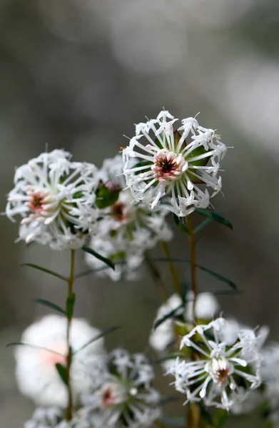 Fehér Ausztrál Őshonos Karcsú Rizs Virágok Pimelea Linifolia Család Thymelaeaceae — Stock Fotó