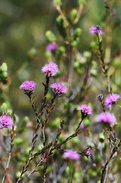 Pinkish Purple Flowers Australian Native Myrtle Kunzea Capitata Family Myrtaceae — Stock Photo, Image