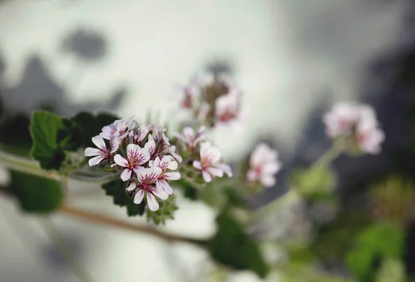 Χλωμά Ροζ Μοβ Λουλούδια Της Αυστραλιανής Οικογένειας Geraniaceae Άγρια Γεράνια — Φωτογραφία Αρχείου
