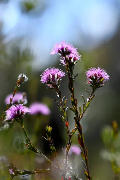 Paarse Bloemen Van Australische Mirte Kunzea Capitata Familie Myrtaceae Groeien — Stockfoto