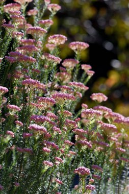 Avustralyalı yerli pembe pirinç çiçeği Ozothamnus diosmifolius, Asteraceae ailesi. Sago Flower olarak da bilinir. Kokulu köri yaprakları var. Doğu Avustralya 'ya Endemik.