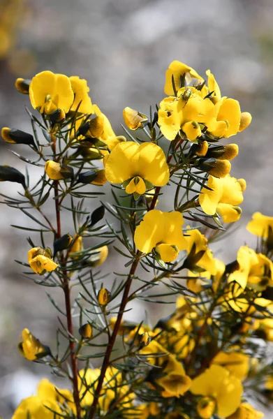 Yellow flowers of the Australian native Large Wedge Pea, Gompholobium grandiflorum, family Fabaceae. Spring flowering. Grows in heath and dry sclerophyll forest on sandstone on the coast and adjacent ranges, Sydney region