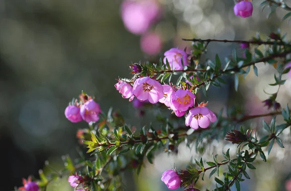 Pink flowers of the Australian native River Rose, Bauera rubioides, family Cunoniaceae, growing in Sydney woodland, NSW. Endemic to heath and forest of east coast of Australia. Also known as the Dog Rose.