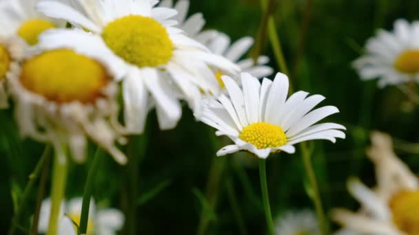 雏菊在风中摇曳在青草的背景上 夏季野性白花收视录像 — 图库视频影像
