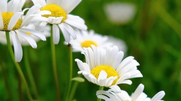 雏菊在风中摇曳在青草的背景上 夏天野性的白花关闭视频 Daisies宏视频 — 图库视频影像