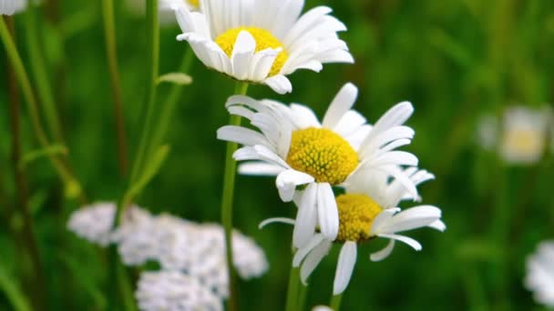雏菊在风中摇曳在青草的背景上 夏天野性的白花关闭视频 Daisies宏视频 — 图库视频影像