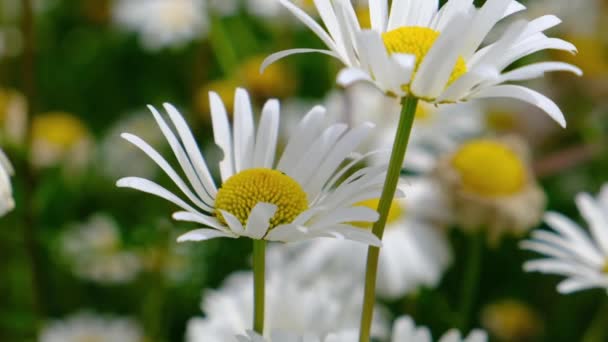雏菊在风中摇曳在青草的背景上 夏天野性的白花关闭视频 Daisies宏视频 — 图库视频影像